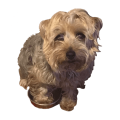 [LINEスタンプ] げんちゃんのスタンプです