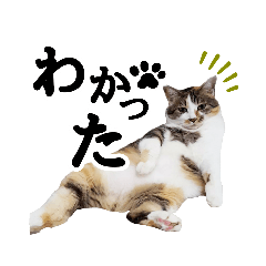 [LINEスタンプ] にゃんズスタンプ