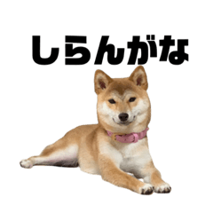 [LINEスタンプ] 柴犬ななちゃんのスタンプ