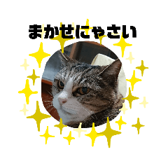 [LINEスタンプ] O-suke the cat