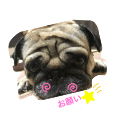 [LINEスタンプ] パグのびんちゃん
