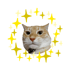 [LINEスタンプ] ニャンズ4nyan