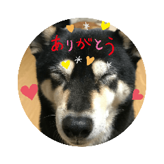 [LINEスタンプ] 柴犬三姉妹