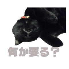 [LINEスタンプ] 黒猫さんと白猫さん2【実写】