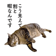 [LINEスタンプ] 動く！！キジトラ猫のニケスタンプ