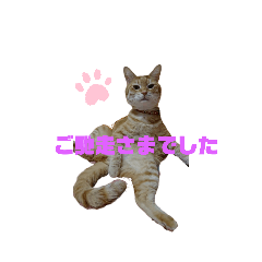 [LINEスタンプ] ニャンズ3nyan