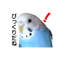 [LINEスタンプ] インコとの会話