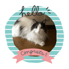 [LINEスタンプ] ねこねこねこじるたそ