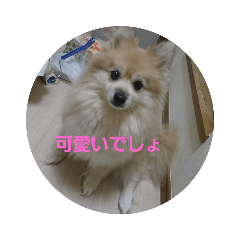 [LINEスタンプ] 天然チョコ