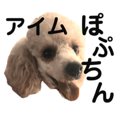 [LINEスタンプ] アイムぽぷちん