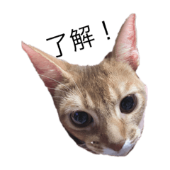 [LINEスタンプ] にゃおーんなスタンプ