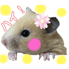 [LINEスタンプ] キンクマハムスターのいちごちゃん。3