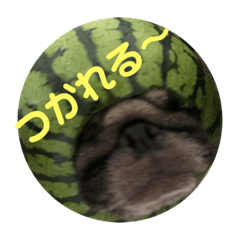 [LINEスタンプ] わん家族