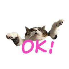 [LINEスタンプ] ねこと生きる