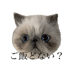 [LINEスタンプ] 細井家のねこちゃん