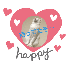 [LINEスタンプ] ねこちゃんのスタンプです。