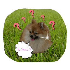 [LINEスタンプ] ペットショップの子犬たちの気持ち