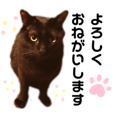 [LINEスタンプ] 黒猫ジョルちゃんの画像（メイン）