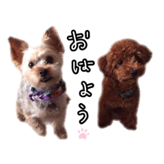 [LINEスタンプ] ちょこたろう