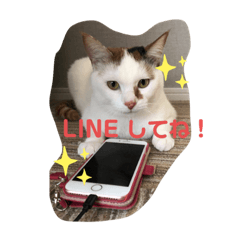 [LINEスタンプ] 僕は三毛猫＊おもちのスタンプ