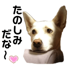 [LINEスタンプ] なす家のいぬねこ