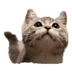 [LINEスタンプ] 杏子のまいにち