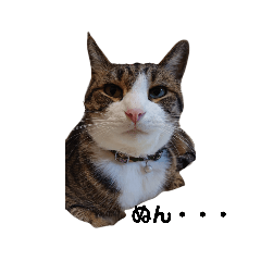 [LINEスタンプ] ニャンズ1