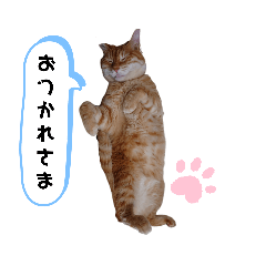 [LINEスタンプ] ニャンズ.2