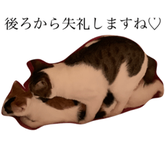 [LINEスタンプ] 猫まみれ♡1