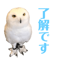 [LINEスタンプ] フクロウ大好き
