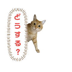 [LINEスタンプ] ニャンズ5