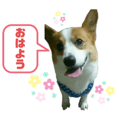 [LINEスタンプ] うちの可愛いまっちゃさま