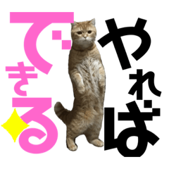 [LINEスタンプ] ねこきちさん