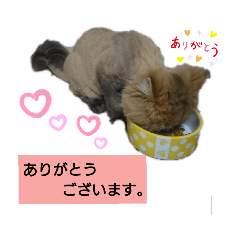 [LINEスタンプ] 使えるライオンカットのチンチラゴールデン
