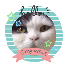 [LINEスタンプ] 猫のヒナくぅちゃん①