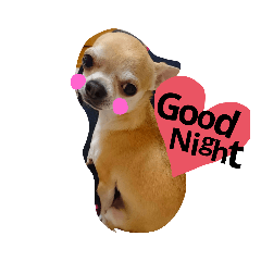 [LINEスタンプ] 和チワワな コタさん。