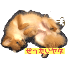 [LINEスタンプ] ポメラニアンのぽーちゃん2