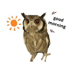 [LINEスタンプ] フクロウあずきver.1.0
