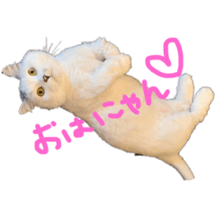 [LINEスタンプ] マンチカンのミント