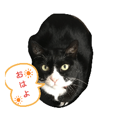 [LINEスタンプ] のら子が挨拶