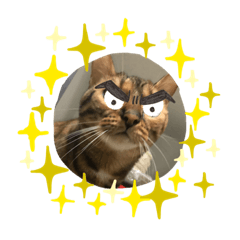 [LINEスタンプ] ベンガ猫