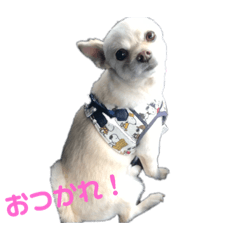 [LINEスタンプ] ハクとゴンのスタンプ