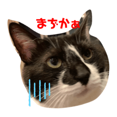 [LINEスタンプ] ちぃちぃみやちゃんのスタンプ