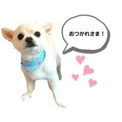 [LINEスタンプ] チワワのバニラが伝える家族のスタンプ2