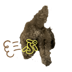 [LINEスタンプ] トイプーぱーる日常連絡