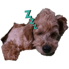 [LINEスタンプ] wancocco