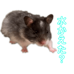 [LINEスタンプ] ハムスターと私たち