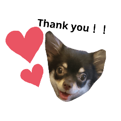 [LINEスタンプ] チワワさんの日常Part1❤