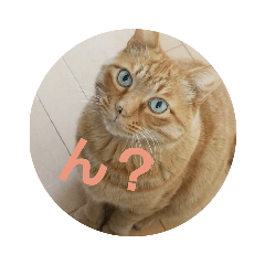 [LINEスタンプ] 茶トラのゆもちゃん