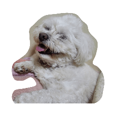 [LINEスタンプ] 愛犬ゆめ♀️
